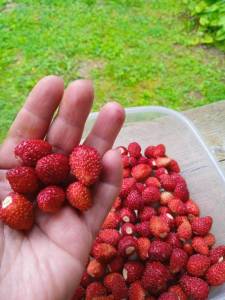 1590378597_3.thumb.jpg.f3679679e14342dc82df05eed89f5cb6.jpg