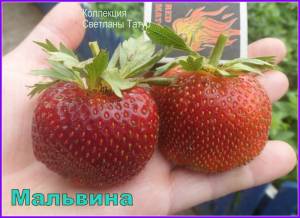 Клубника поздняя Сальвина.jpg