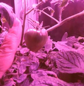 20241208_174540.thumb.jpg.0f8ea4db428b185b1d0e2b31c4dc3729.jpg