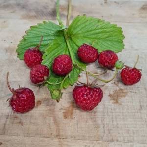 480838291_strawberryanared2.thumb.jpg.ddfa19d028a6bbbbf1b3a89465fdb255.jpg