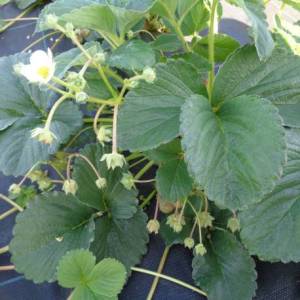 strawberry anared 3.jpg