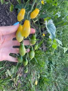 IMG_0791.jpeg