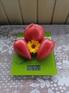 IMG_20240808_124339.thumb.jpg.aacb9578bb454c46e8bd109b01c26990.jpg