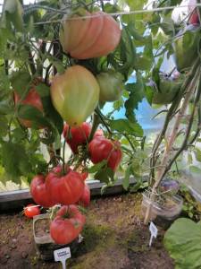 IMG_20240822_115301.thumb.jpg.a8e712f2ae5f910a5c85fae47c671a95.jpg