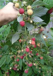 IMG_20241201_144459.jpg