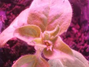 IMG_20241204_131758.thumb.jpg.cad2e547f8d42e39f06a7b17e291399d.jpg