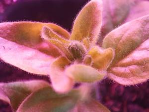 IMG_20241204_131830.thumb.jpg.8df60aa416cd1015b5ce5b0560ff50e0.jpg