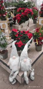 IMG_20241205_210254.jpg