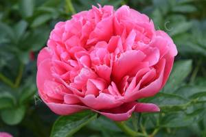 Raspberry-Fluff-b.jpg