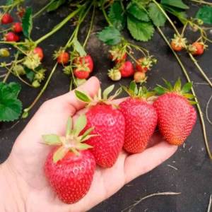 klubnika-manon-des-fraises-01-500x500.jpg