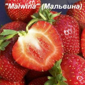 malwina-truskawka-1_1_1_1_1-500x500.jpg