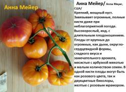 Анна Мейер.jpg