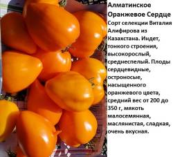 АЛматинское оранжнвое сердце. 1jpg.jpg
