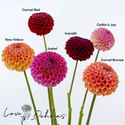 Семья  Cornel (фото Love Dahlias)