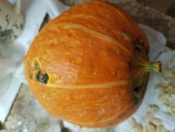 Лакота начала портиться
