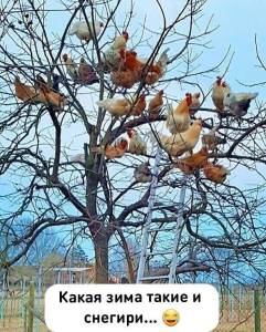 IMG-20250115-WA0064.thumb.jpg.edd5a1eaa1edfe32eae047312b69ded3.jpg