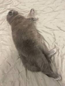 IMG_1204.thumb.jpeg.56c1de50a8e174641128515c1c65ebca.jpeg