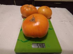 IMG_20210821_142521.thumb.jpg.f78e5d34ae1c13b86711d1f4b3f5d160.jpg