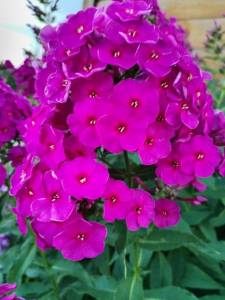 IMG_20240718_190439.thumb.jpg.1d72c4c3aac0743d262c2665f91cd768.jpg