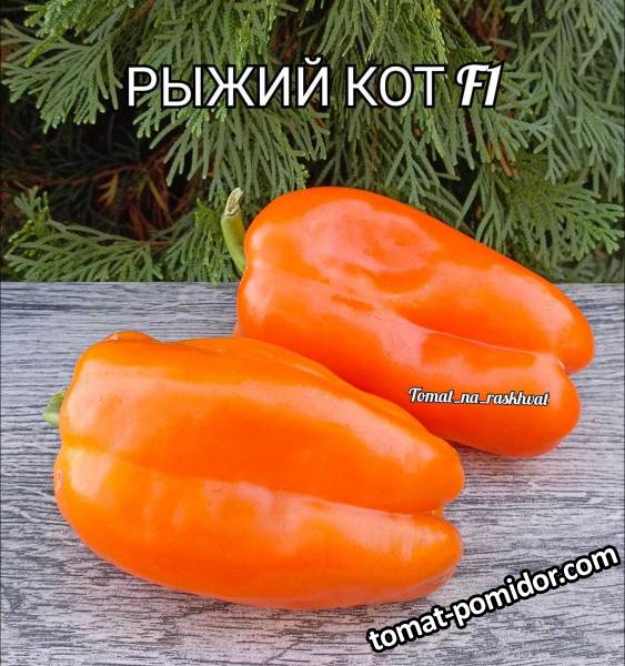 Polish_20241008_203334208.jpg