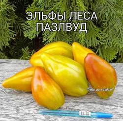 Томаты 2024