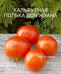 Томаты 2024-2