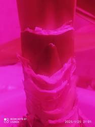 IMG_20250125_210408.jpg