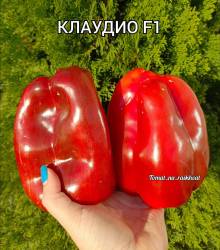 Polish_20240925_063058852.jpg