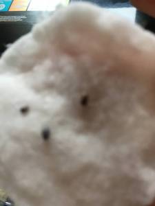 2079021201_IMG_24651.thumb.jpg.a1ea434e54aa38c0fa4775bc924eeb9f.jpg