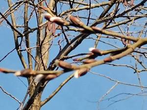 IMG-20250131-WA0028.thumb.jpg.09cbb97274f0b7b1ddc0e6d9d72769ea.jpg