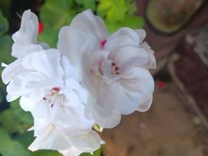IMG_20240718_142126.jpg