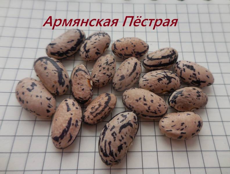 Армянская Пёстрая