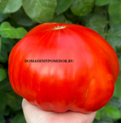 1гигант МВ.png