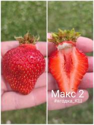 макс 2.jpg