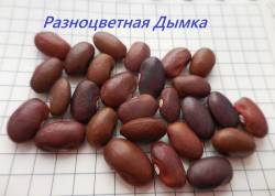 Рузноцветная Дымка