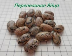 Перепелиное Яйцо