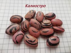 Калиостро