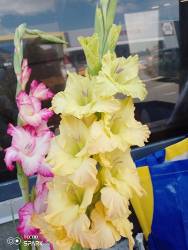 IMG_20240720_122623_820.jpg