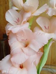 IMG_20240729_104225_221.jpg