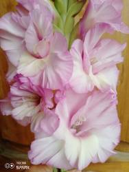 IMG_20240729_104423_489.jpg