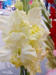 IMG_20240809_121132_353.jpg