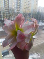 IMG_20250213_080243.jpg