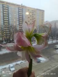 IMG_20250213_080325.jpg