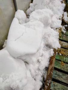 2050212384_IMG_20250320_1222552.thumb.jpg.3ed0b5ac55c97a9c4d160aadd673e74c.jpg
