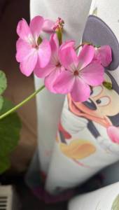 37381F15-0475-490B-8C6B-AFB4D76E6247.jpeg