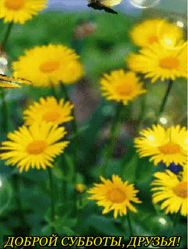 subbota-otkrytki-pro-subbotu-otkrytki-s-pozhelaniyami-na-kazhdyy-den-nedeli-s-ponedelnika-po-voskre-355 (1).gif