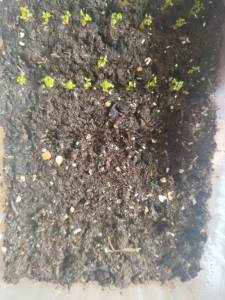 IMG_20250315_133356.jpg