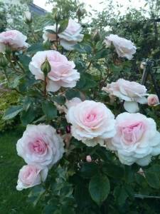 IMG_20250317_100517.jpg