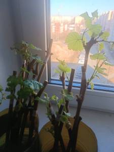IMG_20250323_084350.jpg