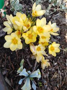 IMG_20250329_103846.thumb.jpg.bd6254a83dff4fe920b584bc533ae321.jpg